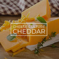 Cheddar Cheese Culture