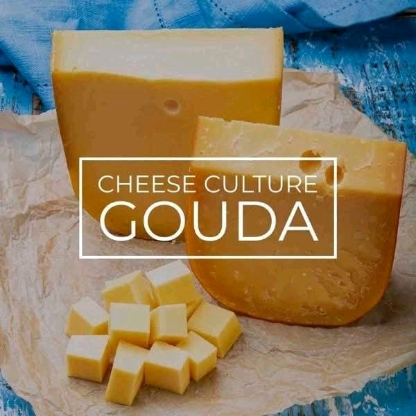 Gouda Cheese Culture